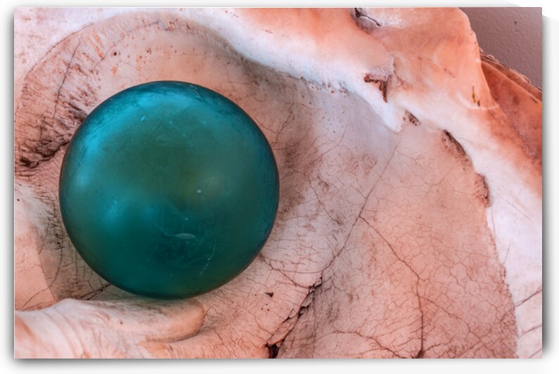 Glass float in shell by Lisa von Biela