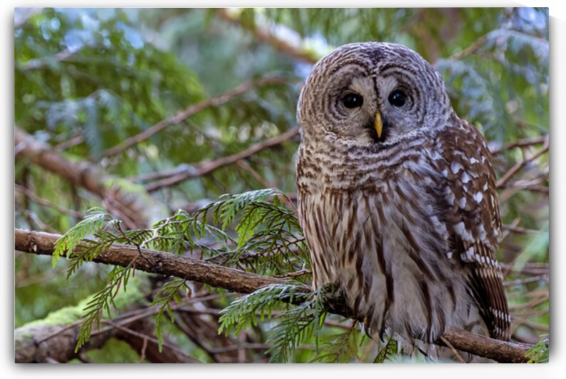 Barred Owl face forward perched in tree by Lisa von Biela
