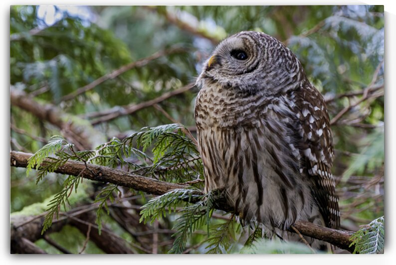 Barred Owl gazing up at the sky by Lisa von Biela