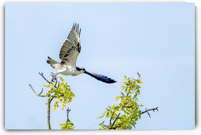 Osprey takes flight from branch showing talons by Lisa von Biela