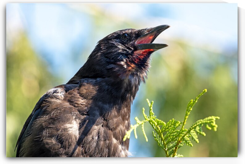 American Crow with throat visible while calling by Lisa von Biela