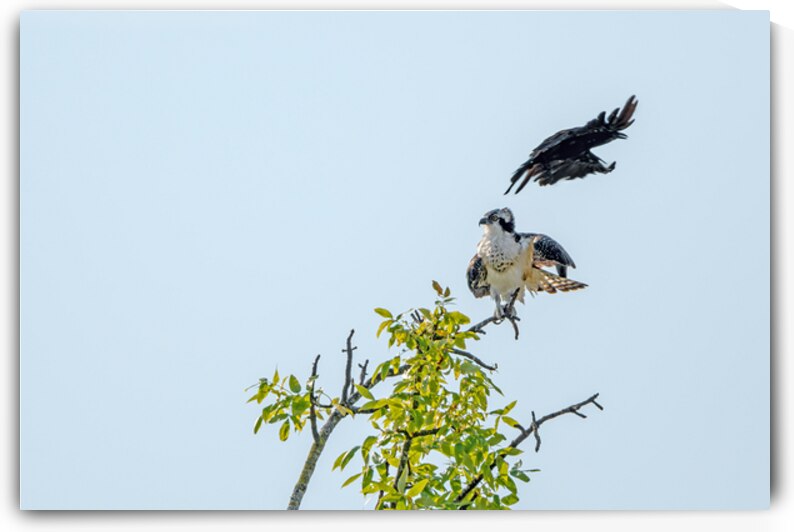 Osprey being strafed by an American Crow by Lisa von Biela