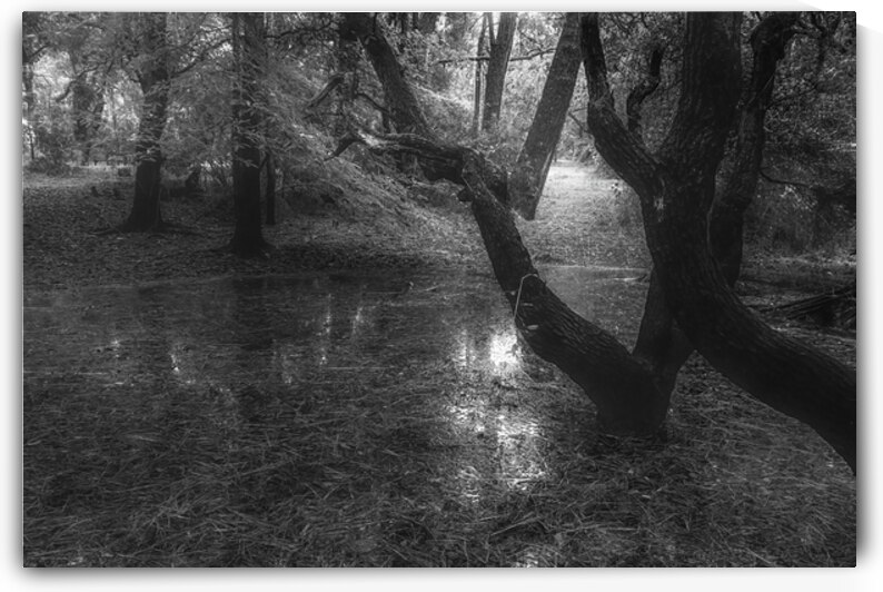 Quiet Forest Reflections by Norma Brandsberg Photography