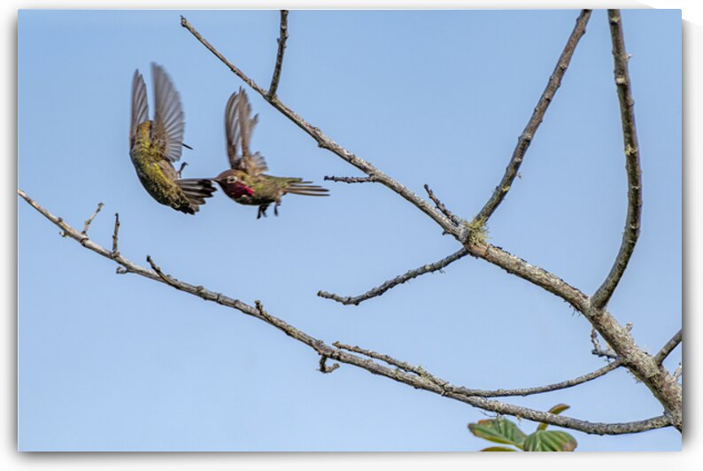 Hummingbird fight by Lisa von Biela