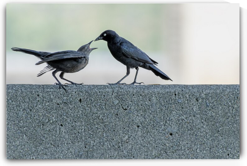 Brewers Blackbird adult feeding juvenile by Lisa von Biela