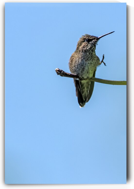 Perched hummingbird waving foot by Lisa von Biela