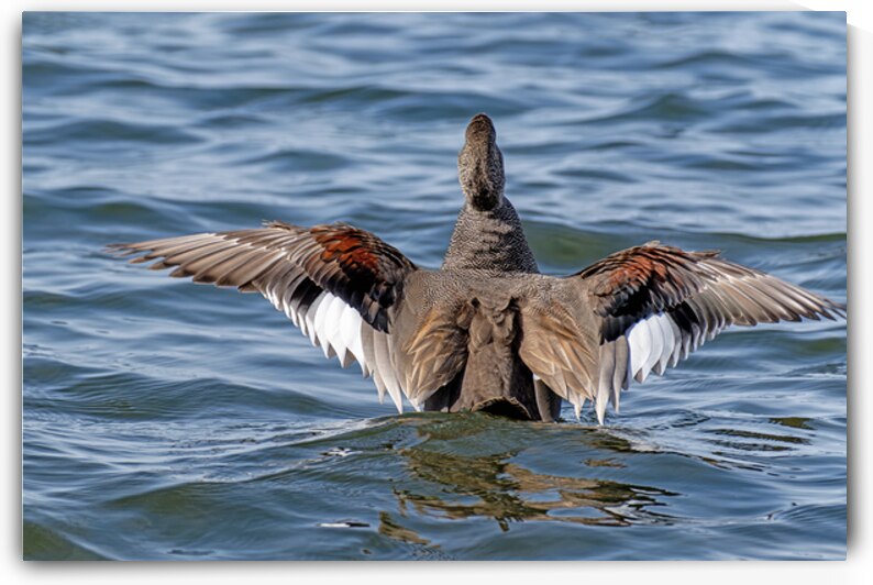 Male Gadwall wing display by Lisa von Biela