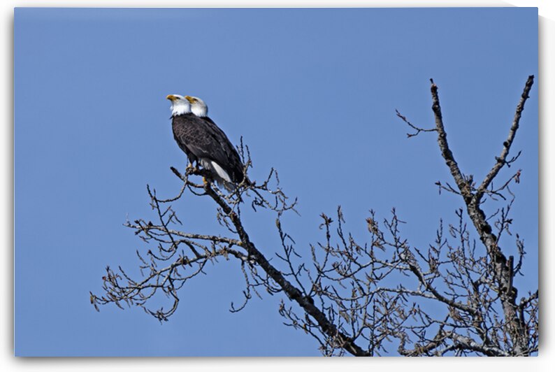 Bald Eagle Pair perfectly aligned by Lisa von Biela