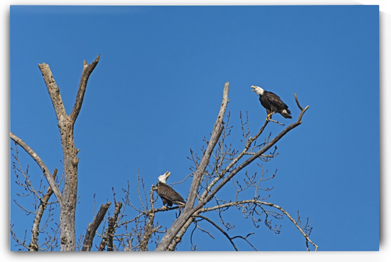 Bald Eagle Pair vocalizing to each other by Lisa von Biela