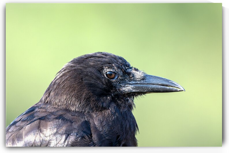 Close up profile of single American Crow by Lisa von Biela