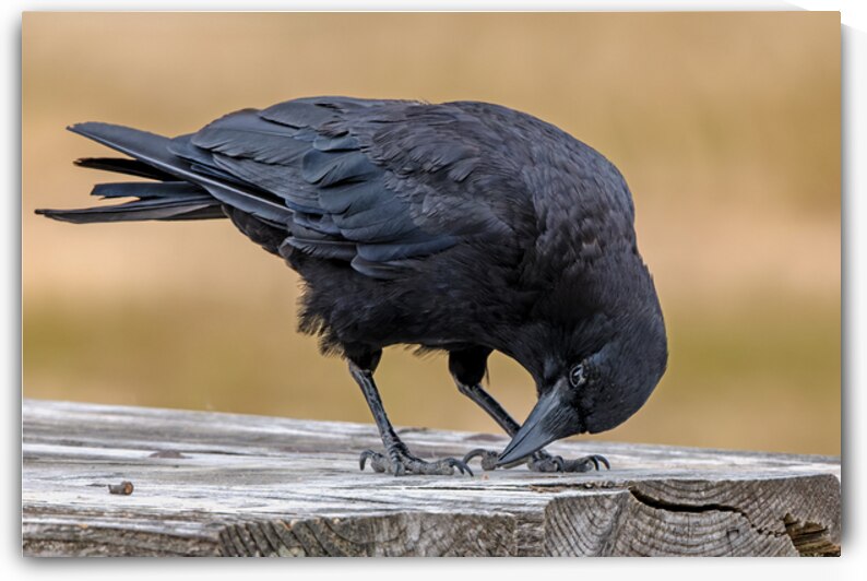 American Crow bending over for crumbs by Lisa von Biela