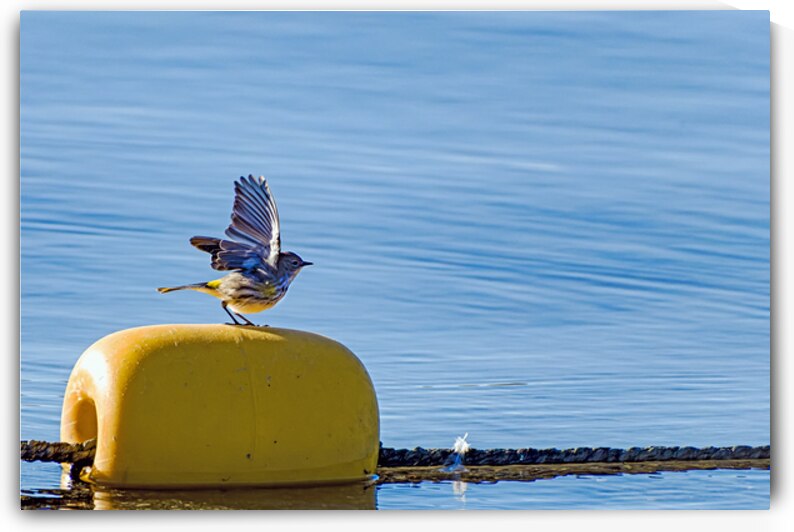 Golden crowned Kinglet Taking Off by Lisa von Biela