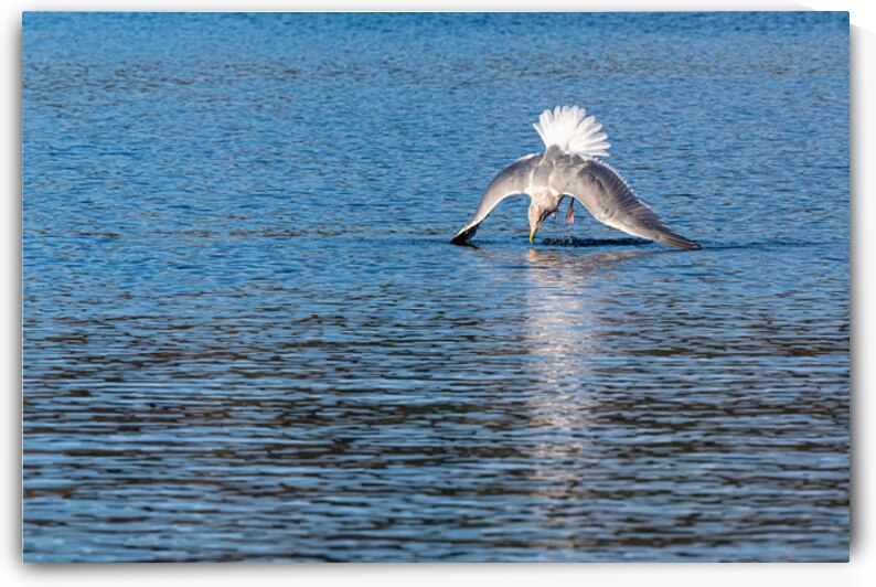 Gulls Dramatic Dive by Lisa von Biela