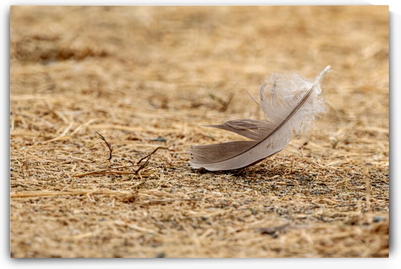Isolated feather on the ground by Lisa von Biela
