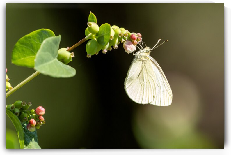 Cabbage Butterfly feeding while hanging from snowberry plant by Lisa von Biela