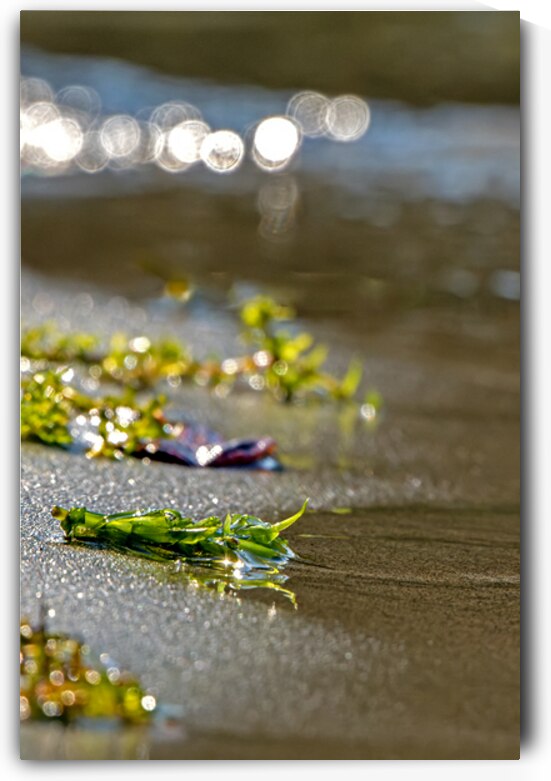 Bits of lake flora along the shore of Lake Sammamish by Lisa von Biela