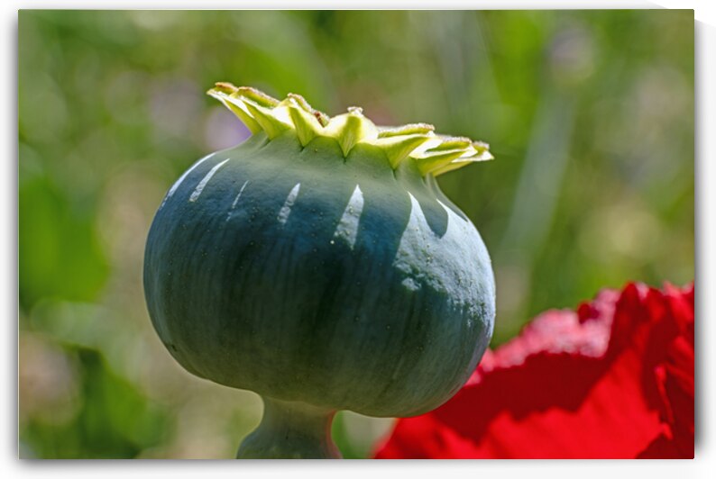 Close up of poppy seed capsule by Lisa von Biela