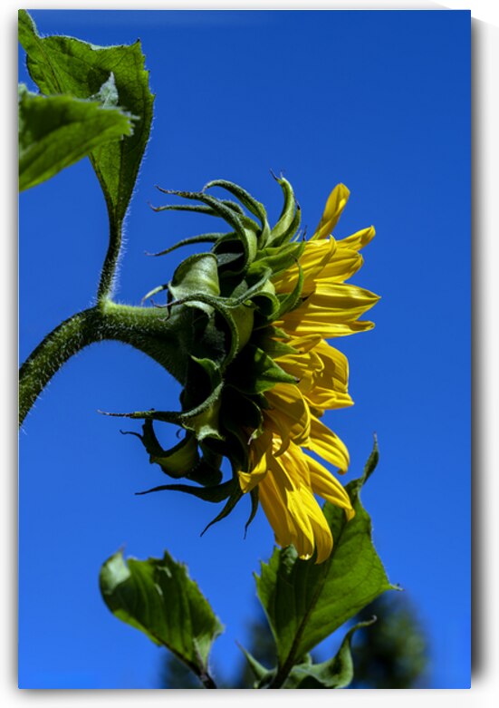 Sunflower against blue cloudless sky by Lisa von Biela