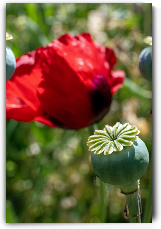 Poppy seed capsule with red poppy in background by Lisa von Biela