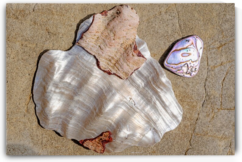 Close up of white and iridescent shells by Lisa von Biela