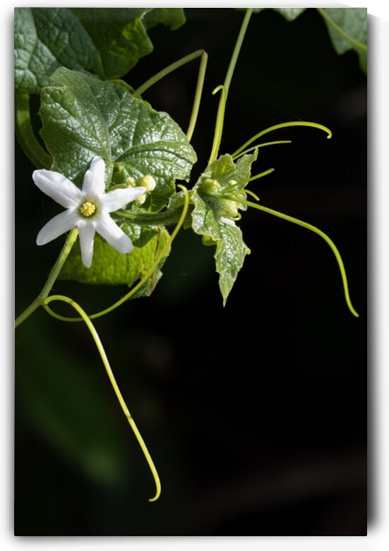 Wild cucumber Blossom close up by Lisa von Biela