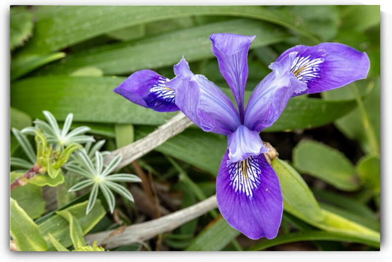 Close up of dwarf iris by Lisa von Biela