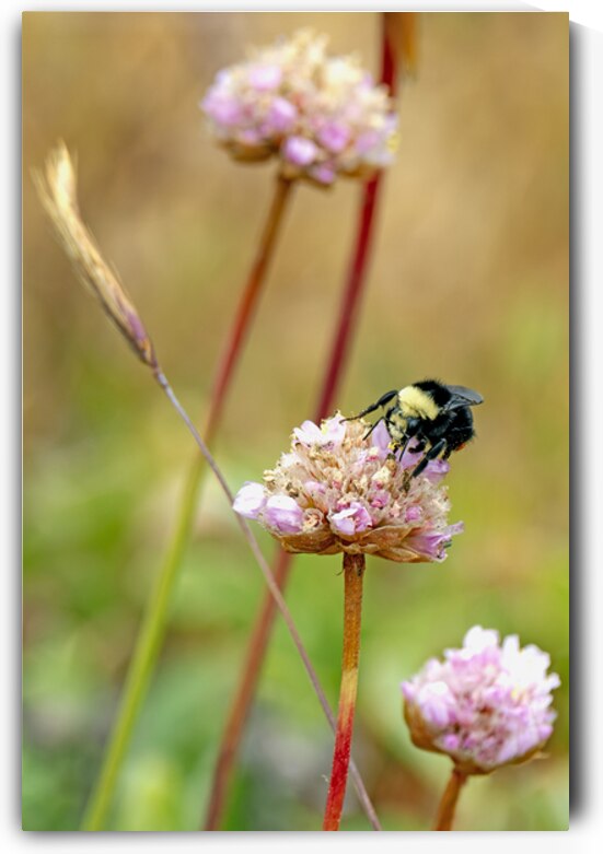 Bumblebee with pollen on head by Lisa von Biela