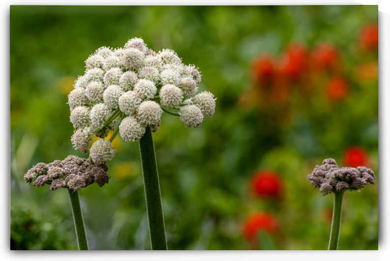 Coast Angelica bloom close up by Lisa von Biela