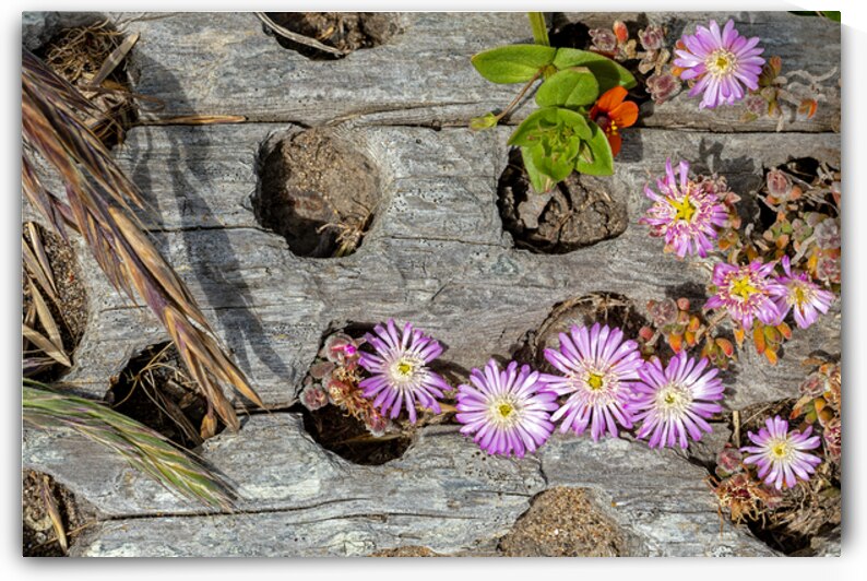 Tiny flowers in driftwood by Lisa von Biela