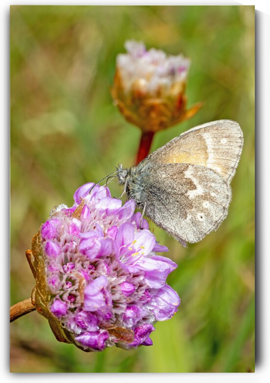 California Ringlet Butterfly by Lisa von Biela