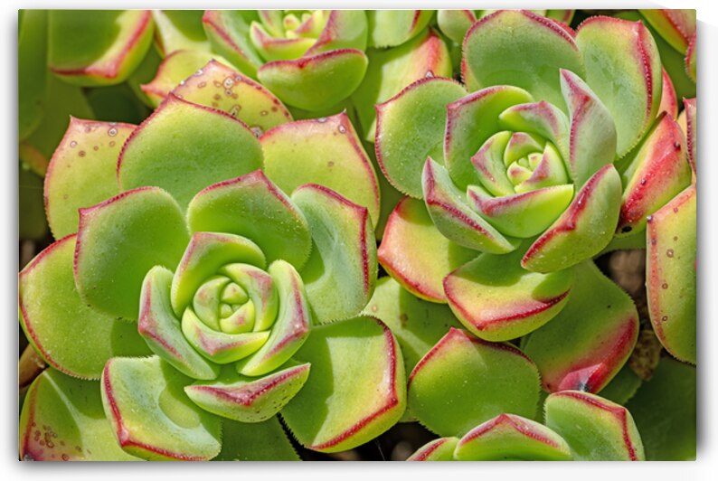 Echevaria macro by Lisa von Biela