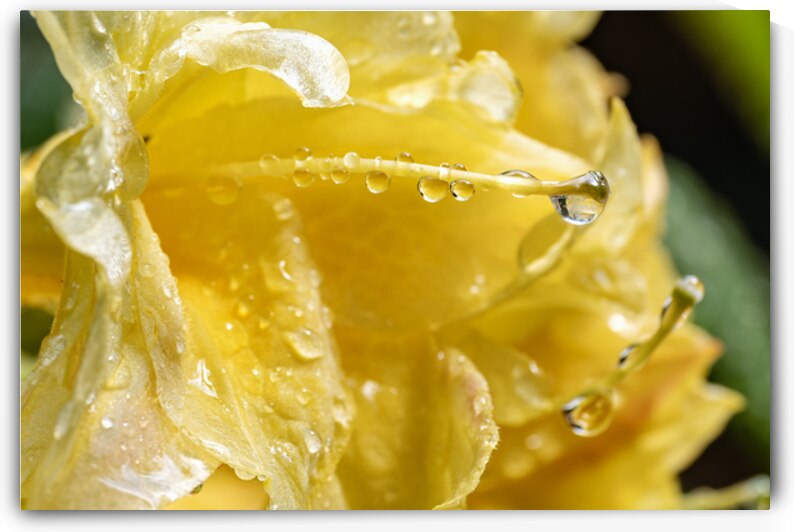 Yellow Azalea rain drops by Lisa von Biela