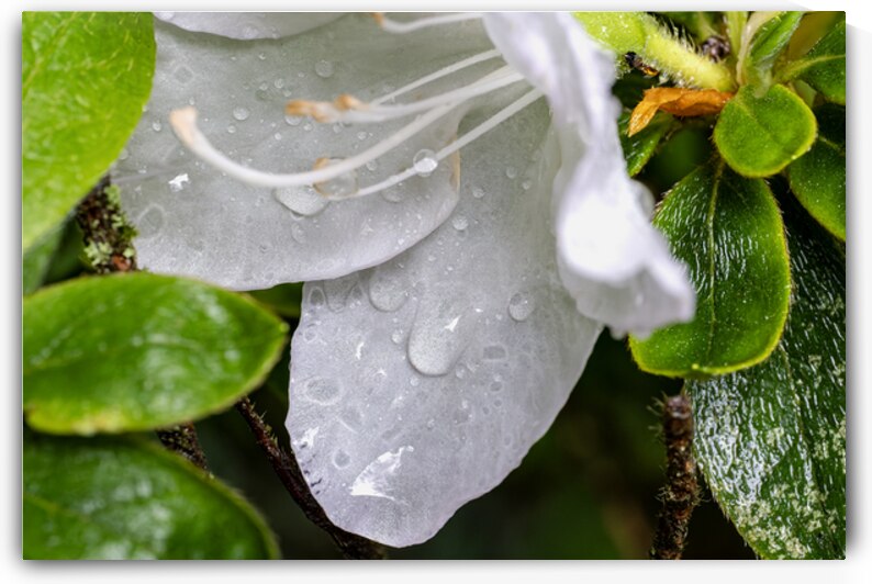 White azalea with rain drops by Lisa von Biela