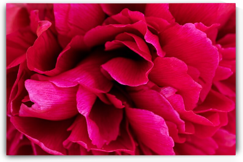 Close up of red peony by Lisa von Biela