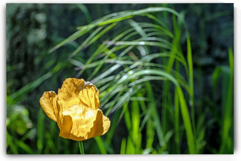 Backlit orange tulip by Lisa von Biela
