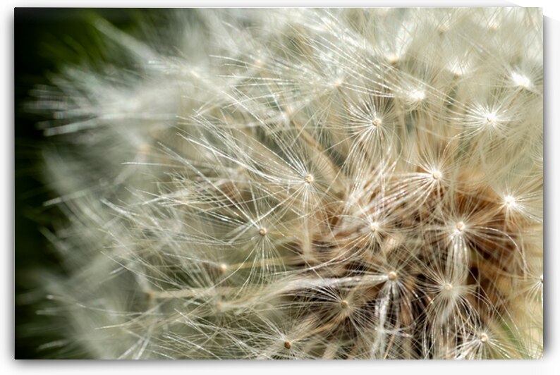 Close up of dandelion filaments by Lisa von Biela