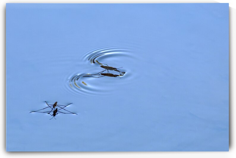 Water Striders on Lake Sammamish by Lisa von Biela