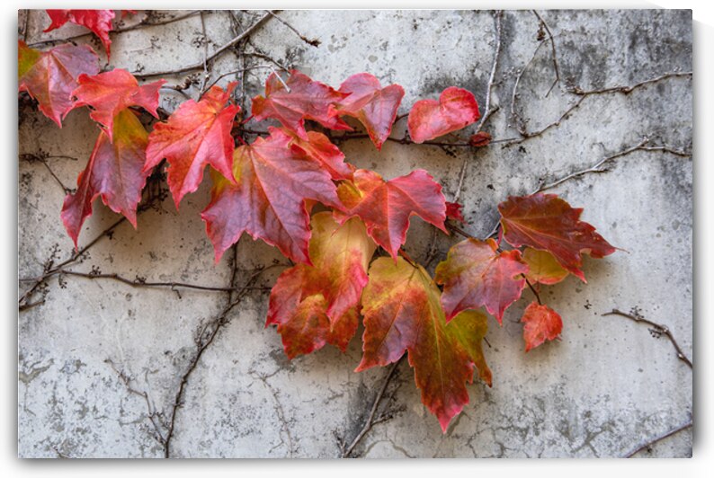 Fall leaves clinging to concrete wall by Lisa von Biela