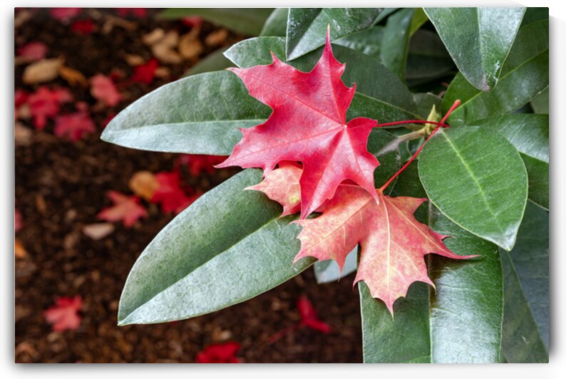 Fallen autumn leaves on living plant by Lisa von Biela