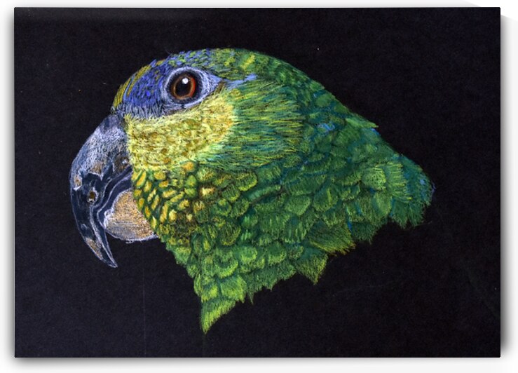 Waldo the Orange-winged Amazon Parrot by Lisa von Biela