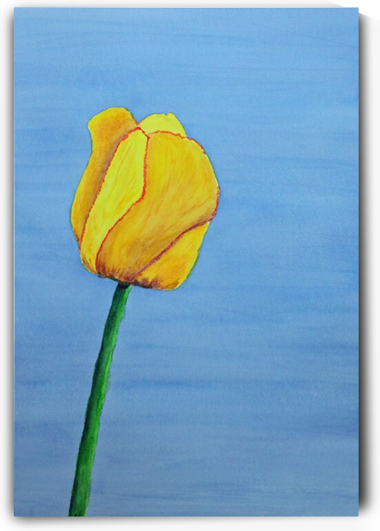 Tulip in Watercolor by Lisa von Biela