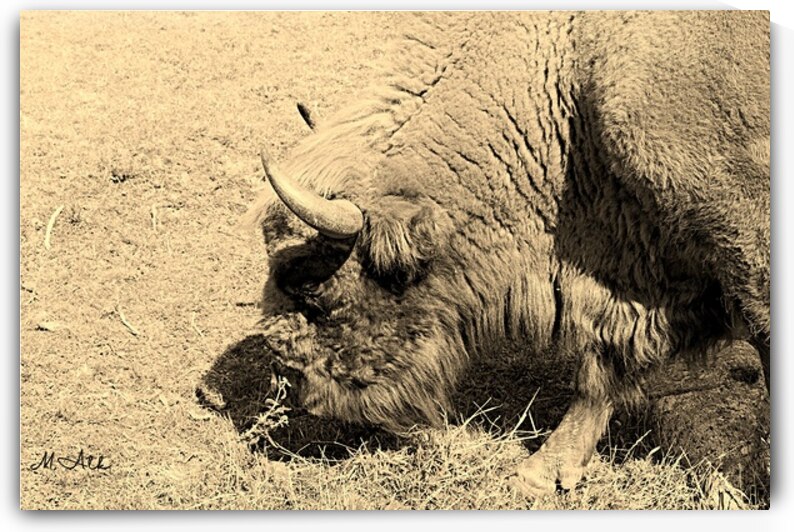 European Bison in the Sunlight – Wildlife Portr by M ALK