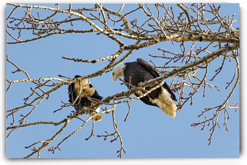 Bald Eagle pair looking into each others eyes by Lisa von Biela