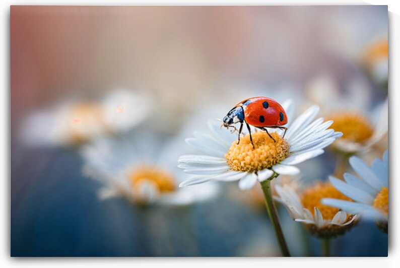 Ladybug by Infinite Wall Art
