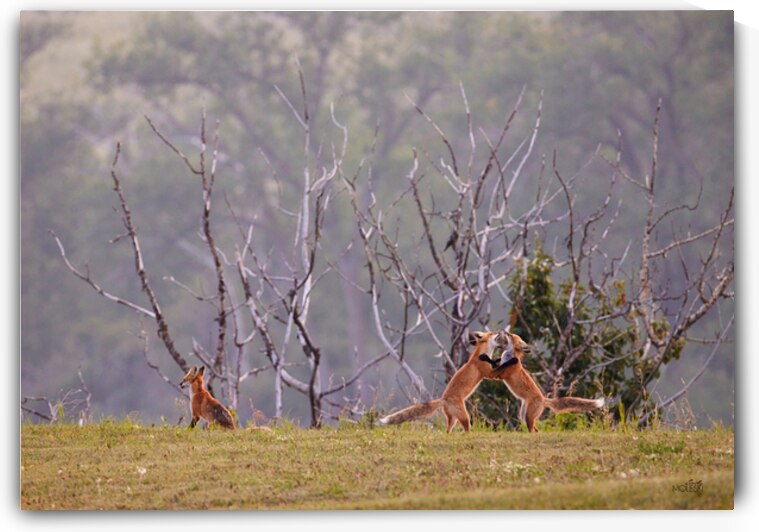 Don t Encourage Them by Cindy Moleski