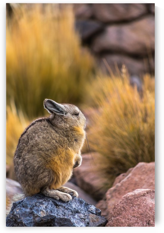 Viscacha by Jackson Brown