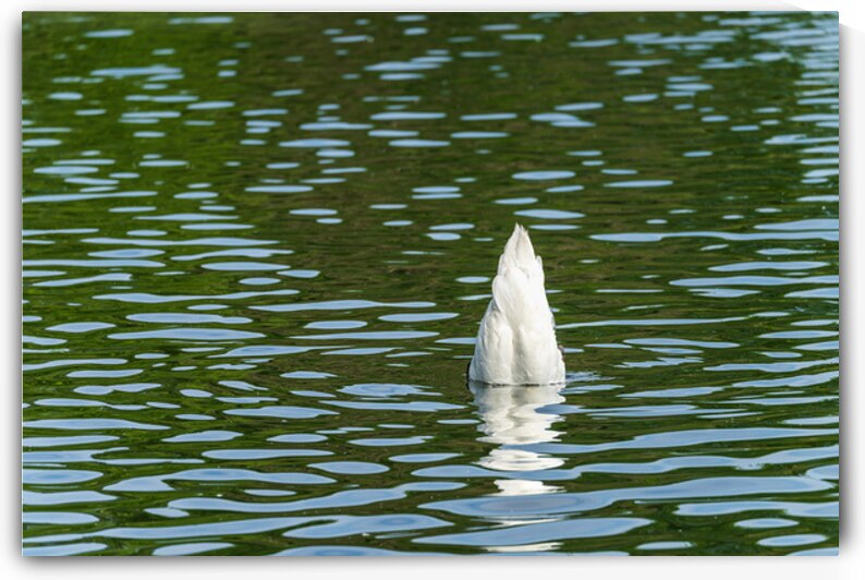 Rear view of the body of a swan reaching into the water of Elles by Steve Heap
