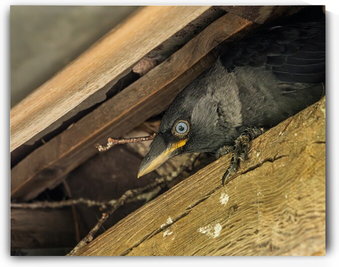 Head of a jackdaw poking out from nest in the rafters of an old  by Steve Heap