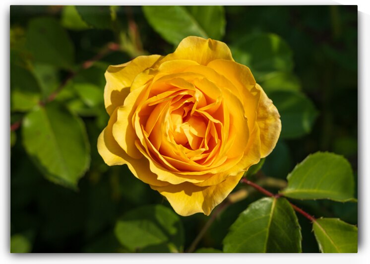 Golden butter colored single rose known as the absolutely fabulo by Steve Heap