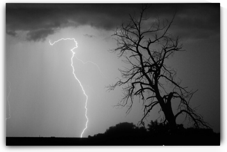 Lightning Strikes the Twisted Sentinel Tree by Bo Insogna